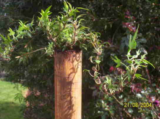 spiked ivy