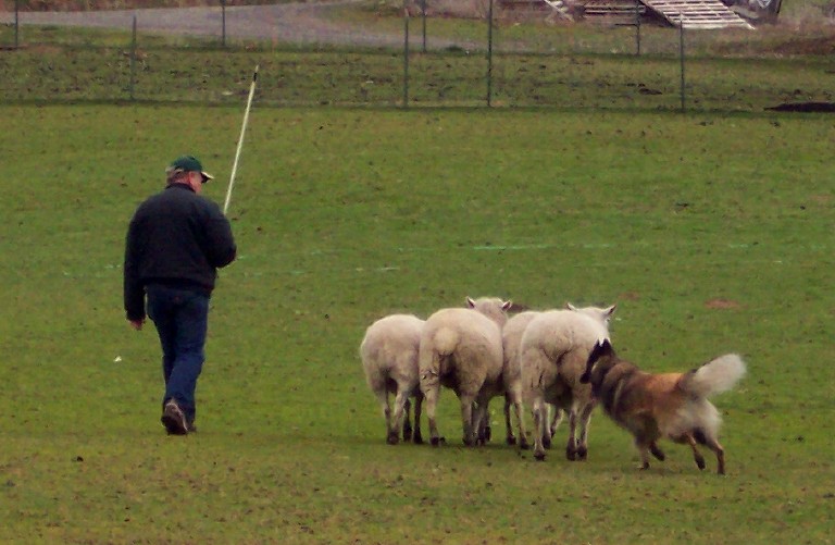 Chauffeur Herding