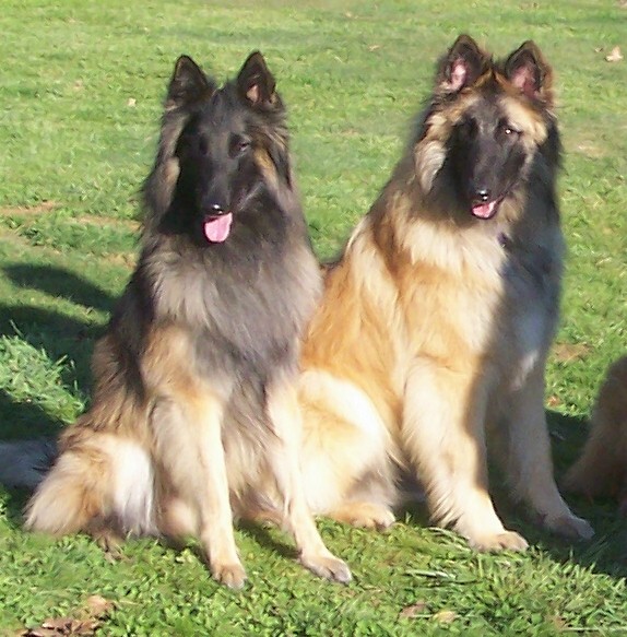 Posh & Chauf