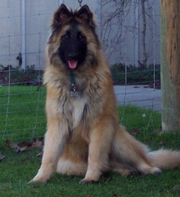 Posh at 7 months