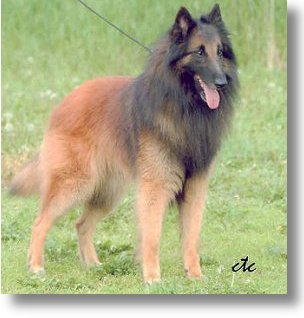 Troy