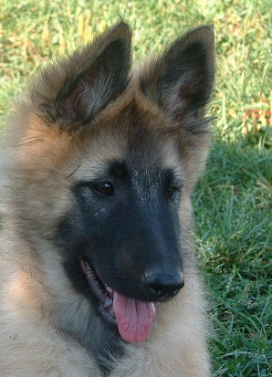 Posh at 9 weeks