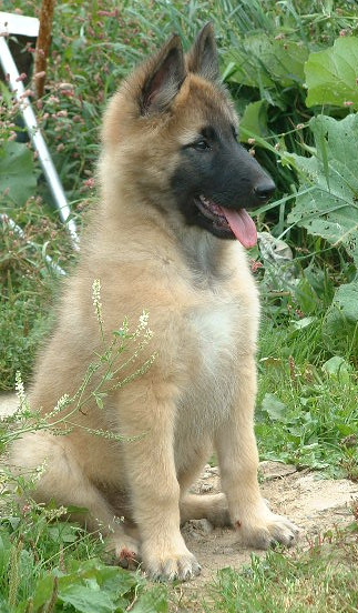 Posh at 9 weeks