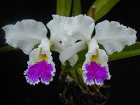 [orchidea]