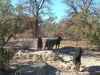 4dog.jpg (378886 bytes)