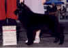 TempeCaShow.jpg (82629 bytes)