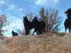 all4dogs.jpg (161938 bytes)