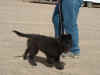 puppy2.jpg (637984 bytes)