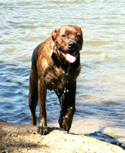 Belle waterdog