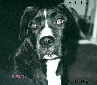 Merlin