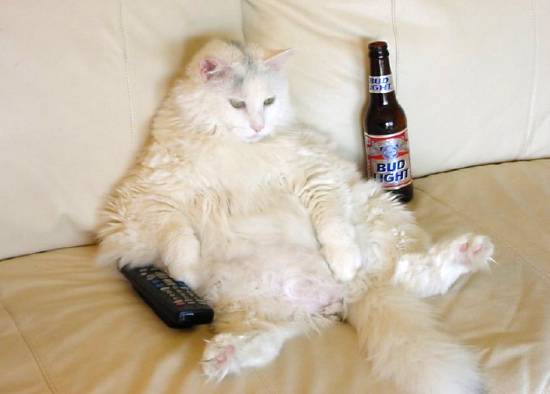 Redneck cat