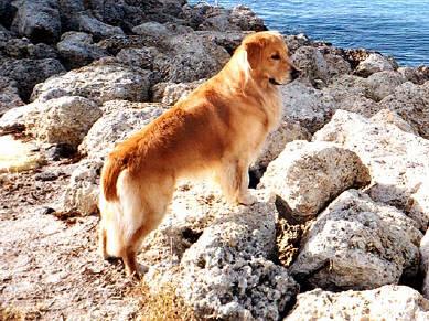 nero on the rocks(47065 bytes)