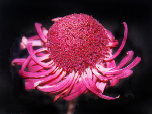 dry pink gerbera