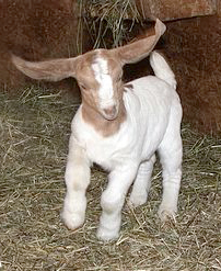 Baby Goat