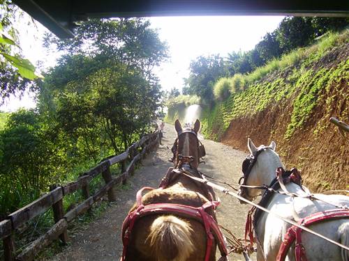 Hayrides