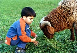 kid at the farm
