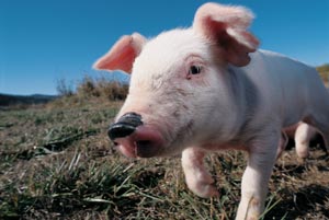 little pig