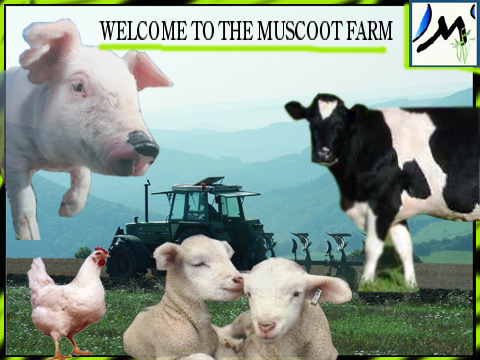 muscoot farm