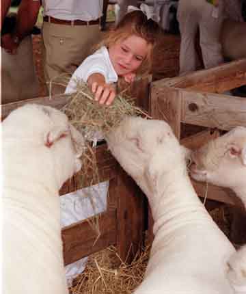 Girl feeding sheep