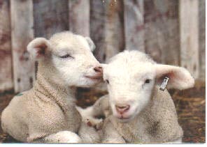 cute lambs