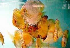 Golden Pigeon Blood