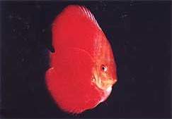 Sanmerah