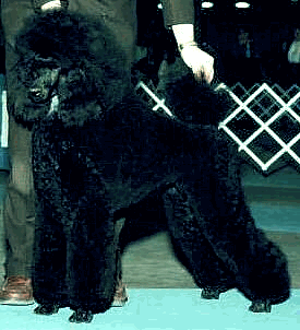 http://www.geocities.com/mydoghouse.geo/Cassie.gif