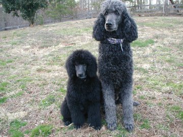 http://www.geocities.com/mydoghouse.geo/GhillieandDickens.JPG