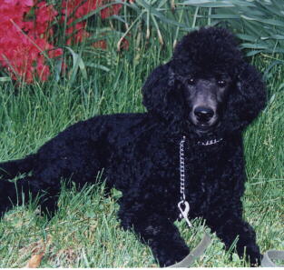 http://www.geocities.com/mydoghouse.geo/Jordyn.jpg