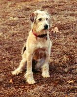 http://www.geocities.com/mydoghouse.geo/Tom.jpg