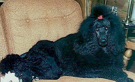 http://www.geocities.com/mydoghouse.geo/Trish2.jpg