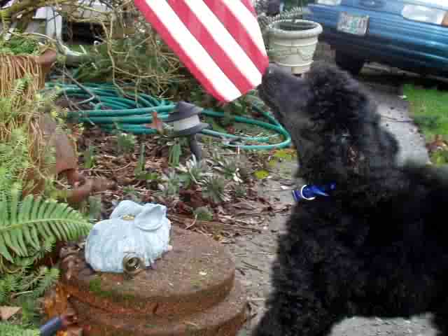 http://www.geocities.com/mydoghouse.geo/ghillieandflag.jpg