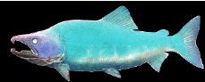 salmon is cool