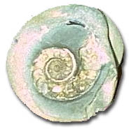 Courtesy photo by Oregon's Fossil Guy - fossil nautlius found on the beach winter 2001 on a field trip led by Guy, fossil was cut open by gemologist Richard Petrovic of FACETS Gem & Mineral Gallery to expose the nautlius