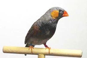 The black face zebra finch
