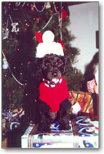 Laci - Christmas 1999