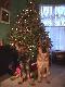Xmas