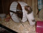 Peanut1.JPG