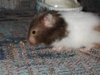 Peanut3.jpg