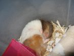 Peanut4.jpg