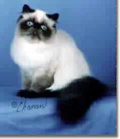 See a picture of Glen; a Seal-point Himalayan