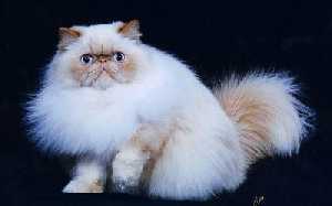See a picture of an adorable Himalayan