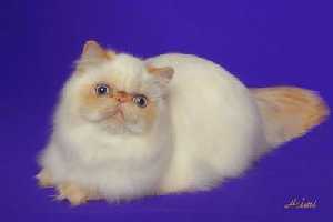 See a picture of Malcome