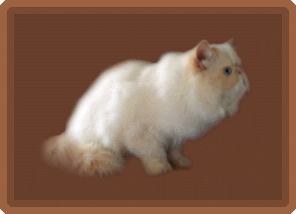 See a picture of Rambot, a flame-point himmie