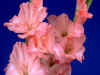 fb005.jpg (35768 bytes)