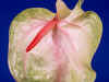 fb065.jpg (34807 bytes)