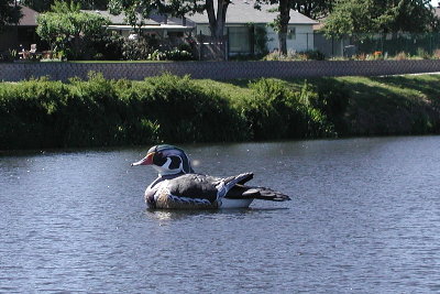 Waverly Lake Duck