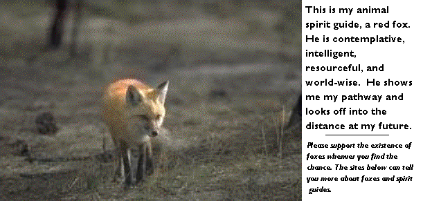 My animal spirit guide, the red fox