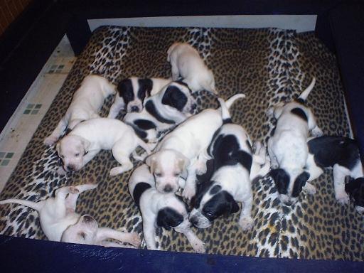 Litter at 3 weeks old.