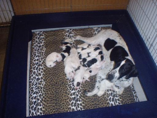 My Kyna Kennels New Stars!